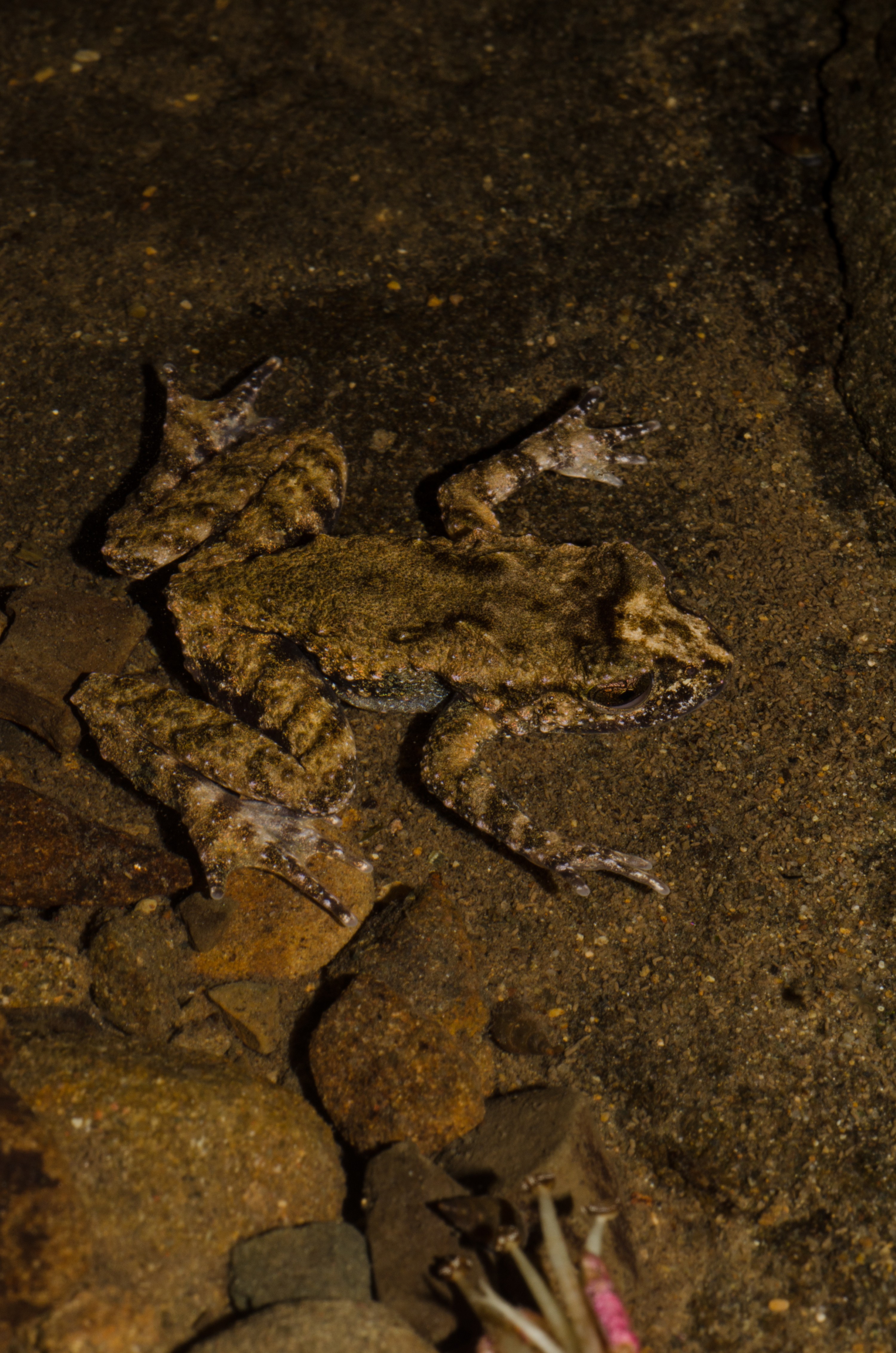 DSC_3492 – Hochstetter's, frog, Leiopelma, hochstetteri, Hochstetter, coromandel, amphibian, Crispin, reptiles, amphibians, rare, cold, blood, new, new zealand, zealand, nz